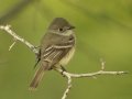 Least Flycatcher - South Padre Island