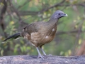 Plain Chachalaca- National Butterfly Center--General & area North of Levee, Hidalgo, Texas, Jan 22, 2023