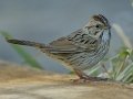 Lincoln's Sparrow - South Padre Island