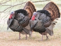 Wild Turkeys - Bentson-Rio Grande Val, SP WBC (Missioon) (LTC 069), Hidalgo County, Texas, Jan 26, 2023