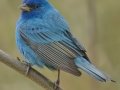 Indigo Bunting - South Padre Island