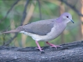 White-tipped Dove - National Butterfly Center--General & area North of Levee, Hidalgo, Texas, Jan 22, 2023