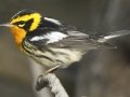 Blackburnian Warbler - South Padre Island