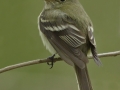 Acadian Flycatcher - South Padre Island