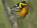Blackburnian Warbler - South Padre Island