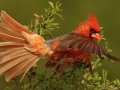 Northern Cardinal - Santa Clara Ranch, McCook