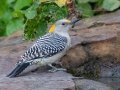Golden-fronted Woodpecker - National Butterfly Center--General & area North of Levee, Hidalgo, Texas, Jan 22, 2023