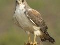 White-tailed Hawk - Laguna Atascosa National Wildlife Refuge