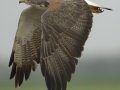 White-tailed Hawk - Laguna Atascosa National Wildlife Refuge