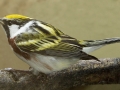 Chestnut-sided Warbler - South Padre Island