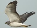 White-tailed Hawk - Laguna Atascosa National Wildlife Refuge