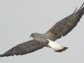 White-tailed Hawk - Laguna Atascosa National Wildlife Refuge
