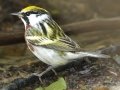 Chestnut-sided Warbler - South Padre Island