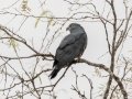 Hook-billed Kite - Bentsen-Rio Grande Val. SP--Kiskadee Bird Blind, Hidalgo, Texas, Jan 26, 2023