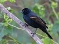 Red-winged Blackbird - National Butterfly Center--General & area North of Levee, Hidalgo, Texas, Jan 22, 2023