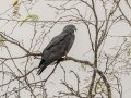 Hook-billed Kite - Bentsen-Rio Grande Val. SP--Kiskadee Bird Blind, Hidalgo, Texas, Jan 26, 2023
