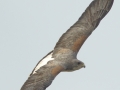 White-tailed Hawk - Laguna Atascosa National Wildlife Refuge