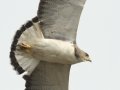 White-tailed Hawk - Laguna Atascosa National Wildlife Refuge