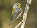 Northern Parula female - South Padre Island