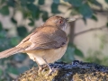 Clay-colored Thrush - National Butterfly Center--General & area North of Levee, Hidalgo, Texas, Jan 22, 2023