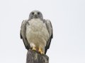White-tailed Hawk - Laguna Atascosa NWR--Bahia Grande Unit, Cameron, Texas,, Jan 27, 2023