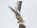 White-tailed Hawk - Laguna Atascosa NWR--Bahia Grande Unit, Cameron, Texas,, Jan 27, 2023