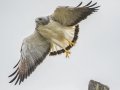 White-tailed Hawk - Laguna Atascosa NWR--Bahia Grande Unit, Cameron, Texas,, Jan 27, 2023