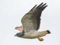 White-tailed Hawk - Laguna Atascosa NWR--Bahia Grande Unit, Cameron, Texas,, Jan 27, 2023