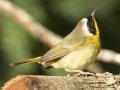 Common Yellowthroat - South Padre Island