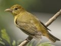 Summer Tanager - South Padre Island