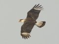 Crested Caracara - Laguna Atascosa National Wildlife Refuge