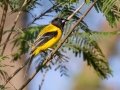 Audubon's Oriole - National Butterfly Center--General & area North of Levee, Hidalgo, Texas, Jan 22, 2023