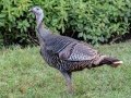 Wild Turkey - National Butterfly Center--General & area North of Levee, Hidalgo, Texas, Jan 22, 2023