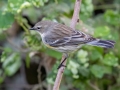 Yellow-rumped Warbler - National Butterfly Center--General & area North of Levee, Hidalgo, Texas, Jan 22, 2023