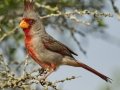Pyrrhuloxia - Santa Clara Ranch, McCook