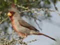 Pyrrhuloxia - Santa Clara Ranch, McCook