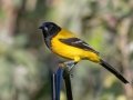 Audubon's Oriole - National Butterfly Center--General & area North of Levee, Hidalgo, Texas, Jan 22, 2023
