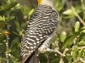 Golden-fronted Woodpecker - Santa Clara Ranch, McCook