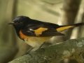 American Redstart - South Padre Island