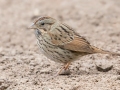 Lincoln's Sparrow - Laguna Vista Nature Trail, Cameron, Texas, Jan 27, 2023