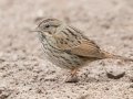 Lincoln's Sparrow - Laguna Vista Nature Trail, Cameron, Texas, Jan 27, 2023