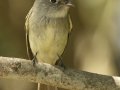 Least Flycatcher - South Padre Island
