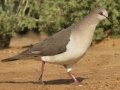 White-tipped Dove - Santa Clara Ranch, McCook