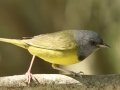 Mourning Warbler - South Padre Island