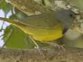 Mourning Warbler - South Padre Island