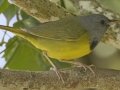 Mourning Warbler - South Padre Island