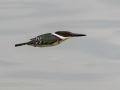 Green Kingfisher - Anzalduas Park (LTC 068), Jan 23, 2023