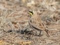 Horned Lark - County Road 16, Pampa US-TX, Dec 16, 2022