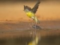 Nashville Warbler - Santa Clara Ranch, McCook