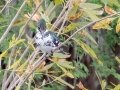 Green Kingfisher - Anzalduas Park (LTC 068), Jan 23, 2023